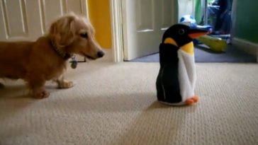 Τελική αναμέτρηση μεταξύ πιγκουίνου και μαλλιαρού Ντάκσχουντ!