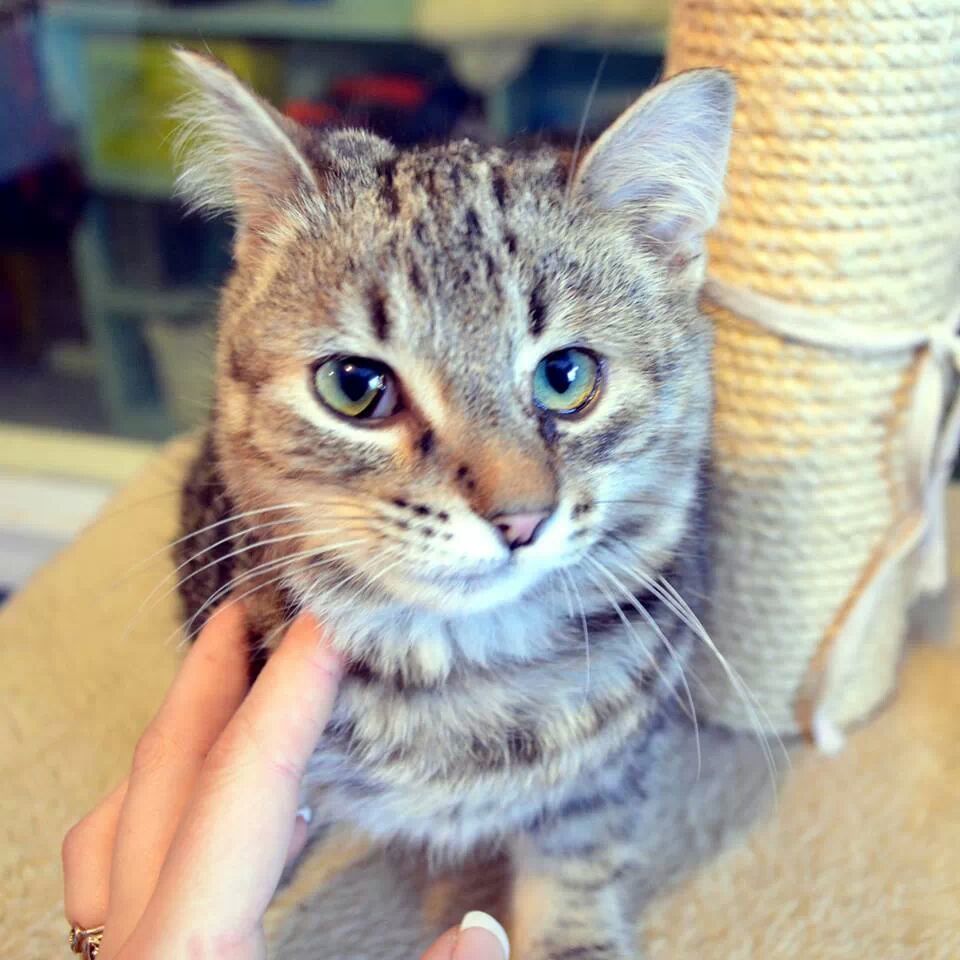 afti i gatoula echi kati diaforetiko apo tis alles 4