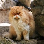 animals with mustache 16