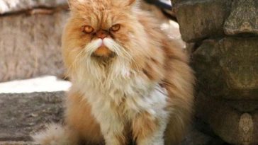 animals with mustache 16