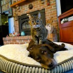 cat massaging a dog