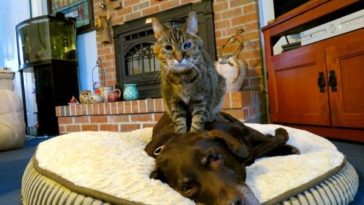 cat massaging a dog
