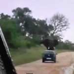 enas minas tou melitos pou tha tous mini axechastos