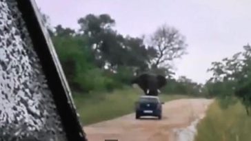 enas minas tou melitos pou tha tous mini axechastos