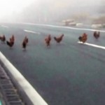 Οι κότες το 'σκασαν σε αυτοκινητόδρομο στην Κίνα