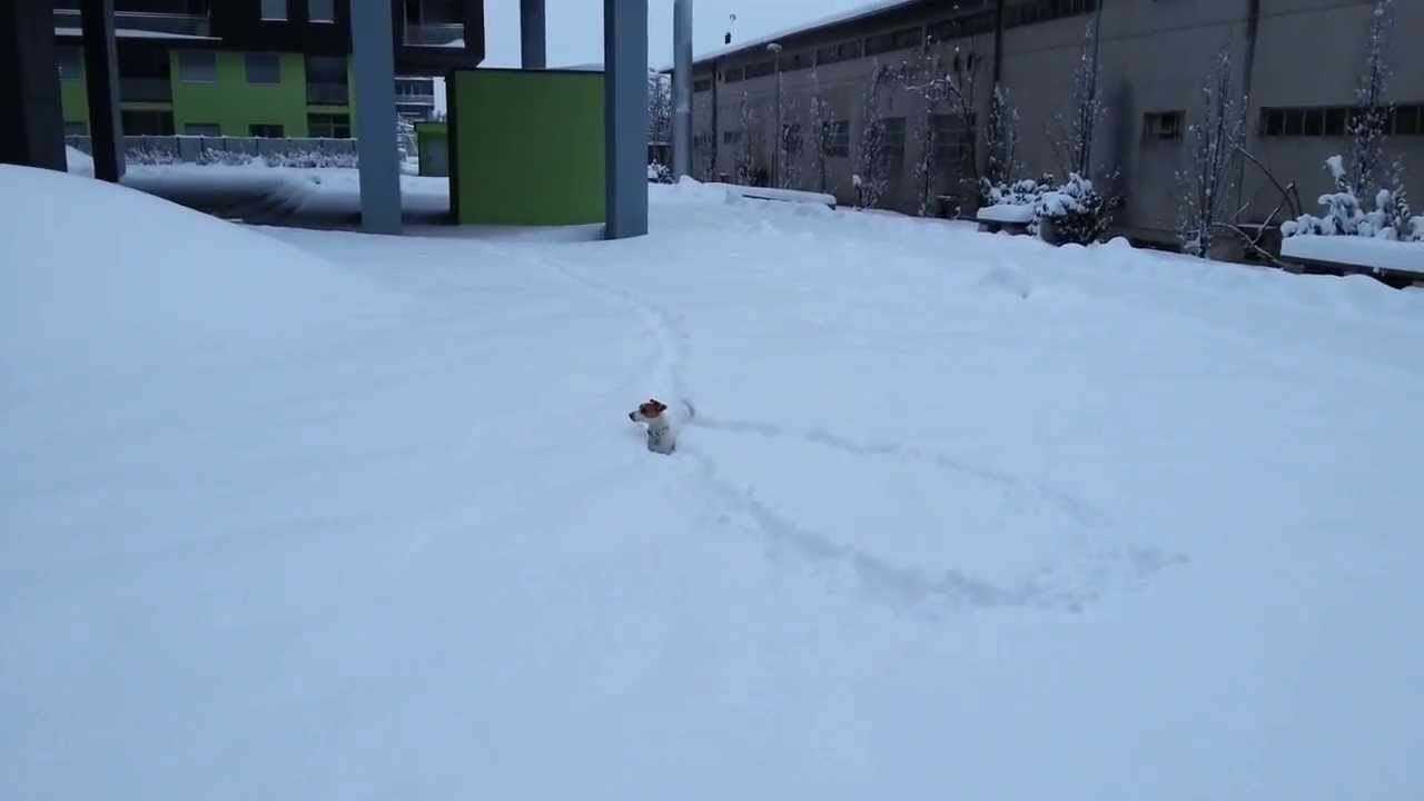 Μικρό σκυλάκι οργώνει το χιόνι για να βρει την μπάλα του