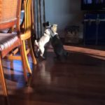 cat vs pug puppy who will win