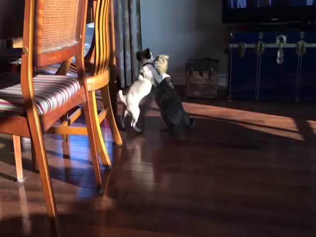 cat vs pug puppy who will win