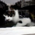i gata pou den goustari ton tachidromo