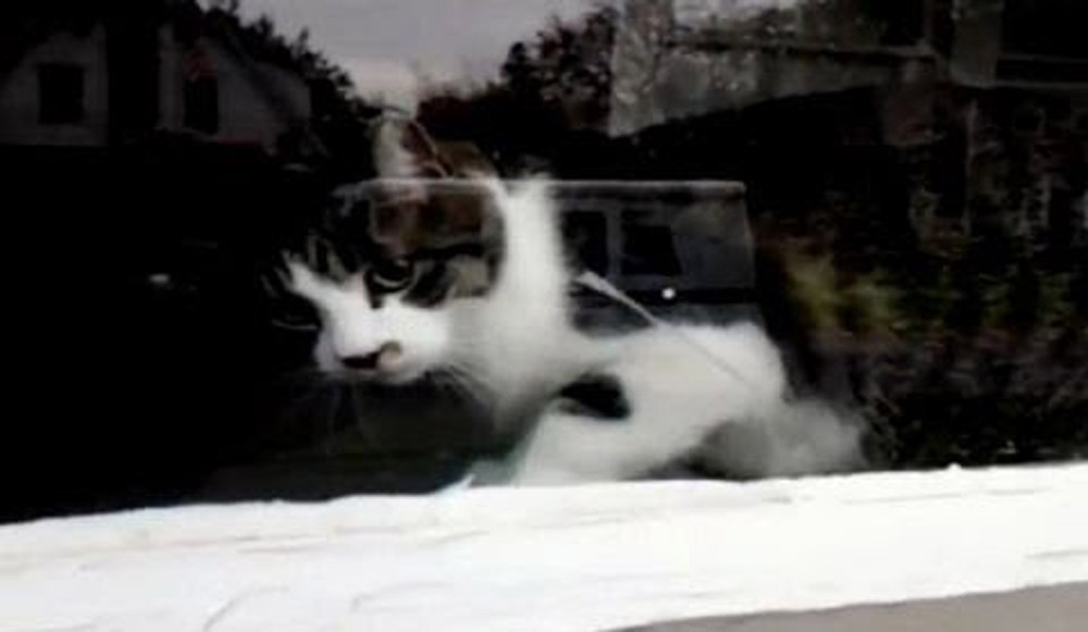 i gata pou den goustari ton tachidromo