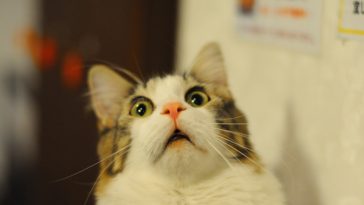 sta matia tis gatas sas iste ki esis mia gata