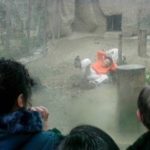 tiger 2014 2 19 9 29 30 b2