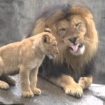 mikra liontaria idan ton bampa tous gia proti fora