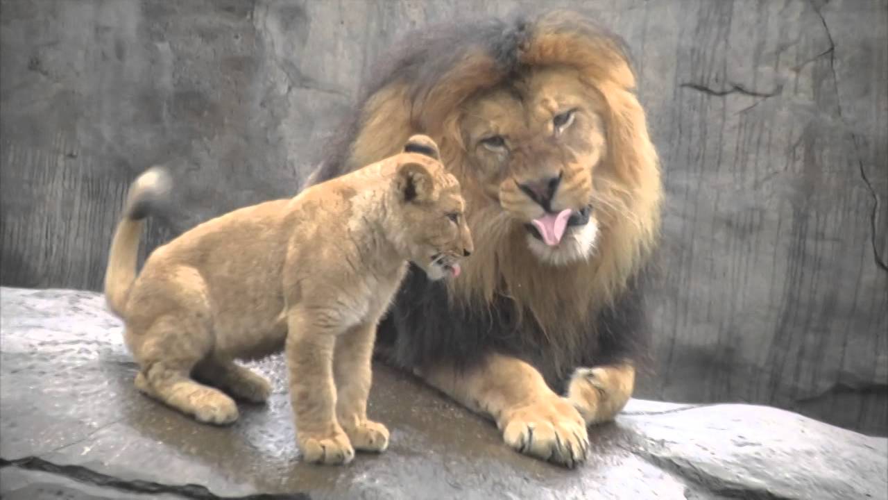 mikra liontaria idan ton bampa tous gia proti fora