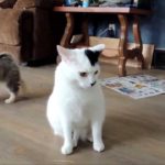 perierga koutavia ipomonetiki gata