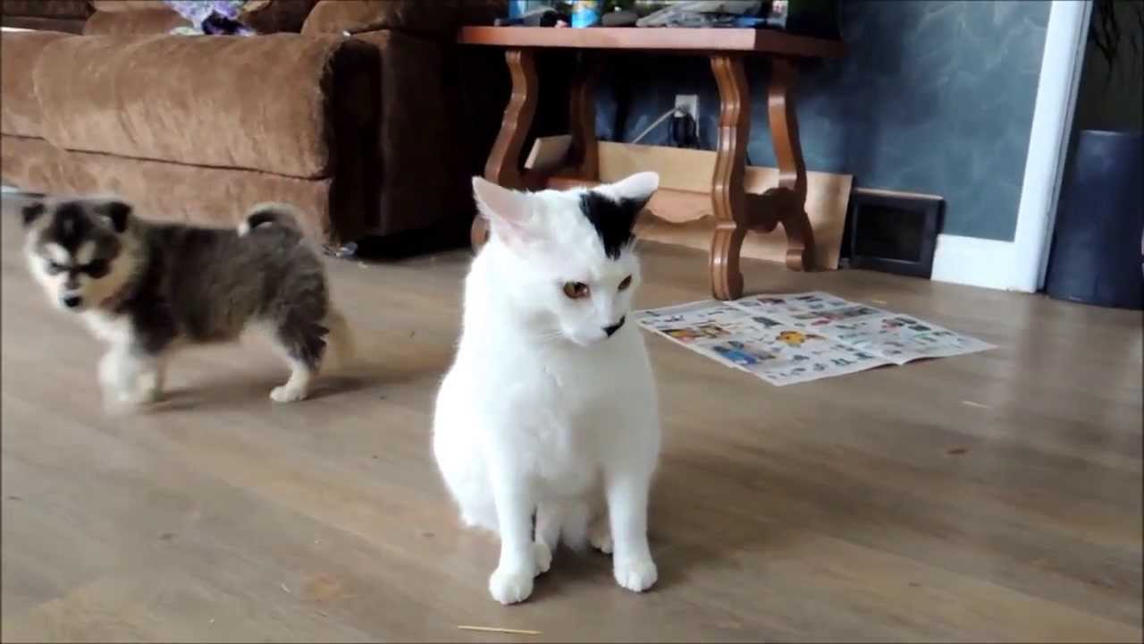 perierga koutavia ipomonetiki gata