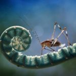 Garden Insects 25 685x456