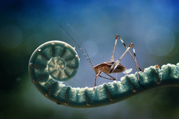 Garden Insects 25