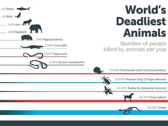deadliest animal 1