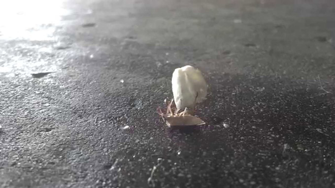 entomo kollise se atelioti loupa