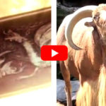 game of goats