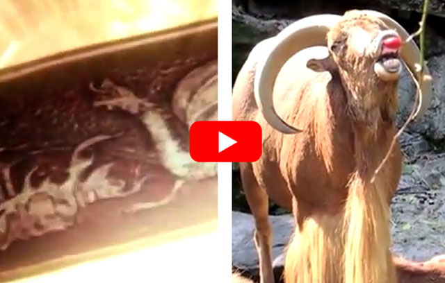 game of goats