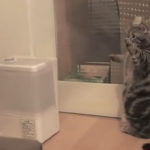 gata vs igrantiras