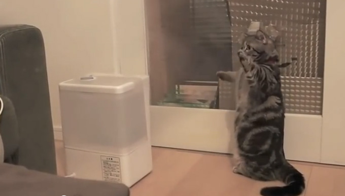 gata vs igrantiras
