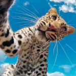 leopardali klevi kamera
