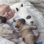 Baby and Bulldog 04 685x456