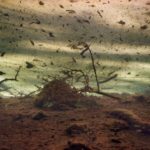 Underwater in Floridas Swamps 06 685x458
