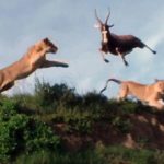 antilopi pidixe ke glitose liontari