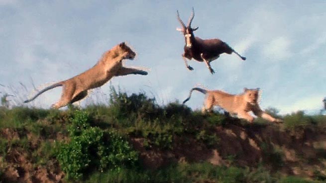 antilopi pidixe ke glitose liontari