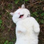 charoumeni gata ston kosmo 9