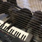 enidrides pezoun me ilektriko piano