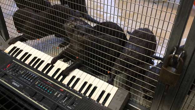 enidrides pezoun me ilektriko piano