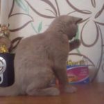 gata vs ipogoufer