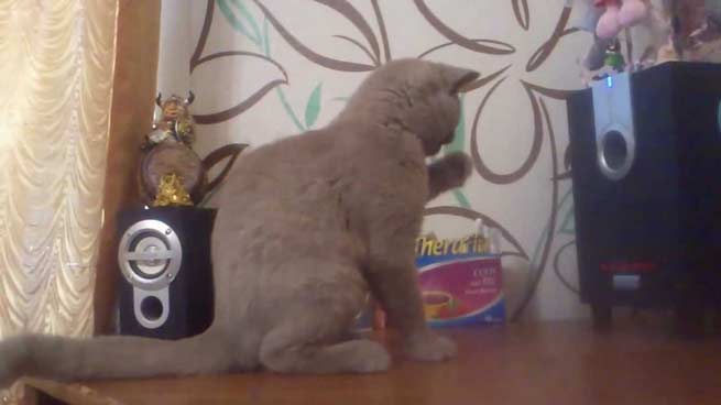 gata vs ipogoufer