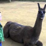 lama ftini pitsirika