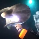 pligomeno delfini zita ti voithia anthropou