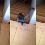 gata kateveni tis skales me katakorifo