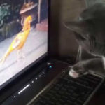 gata vlepi pouli se othoni ipologisti