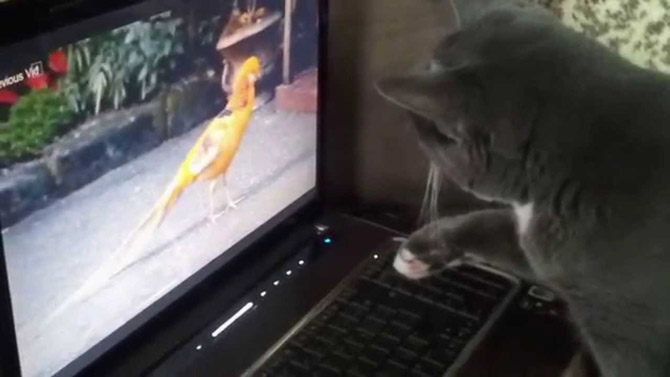 gata vlepi pouli se othoni ipologisti