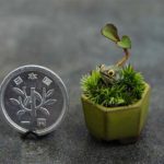 nea moda me souper mikroskopika bonsai 9