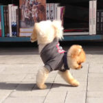 pomeranian kani katakorifo