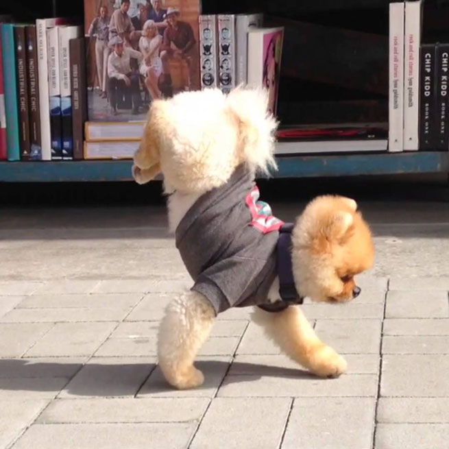 pomeranian kani katakorifo