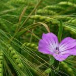 agrostemma githago louloudi