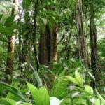 amazon rainforest brazil 2