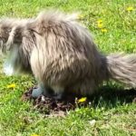 gata kani kakakia sto kefali tiflopontika