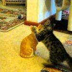 gataki epitithete se pilini gata me kinisis koungk fou